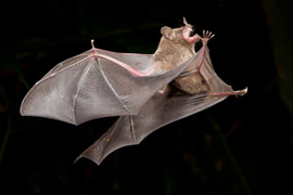 bat